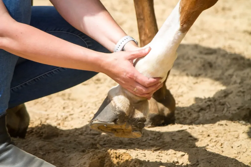 Récupération du cheval à Pont-l'Évêque